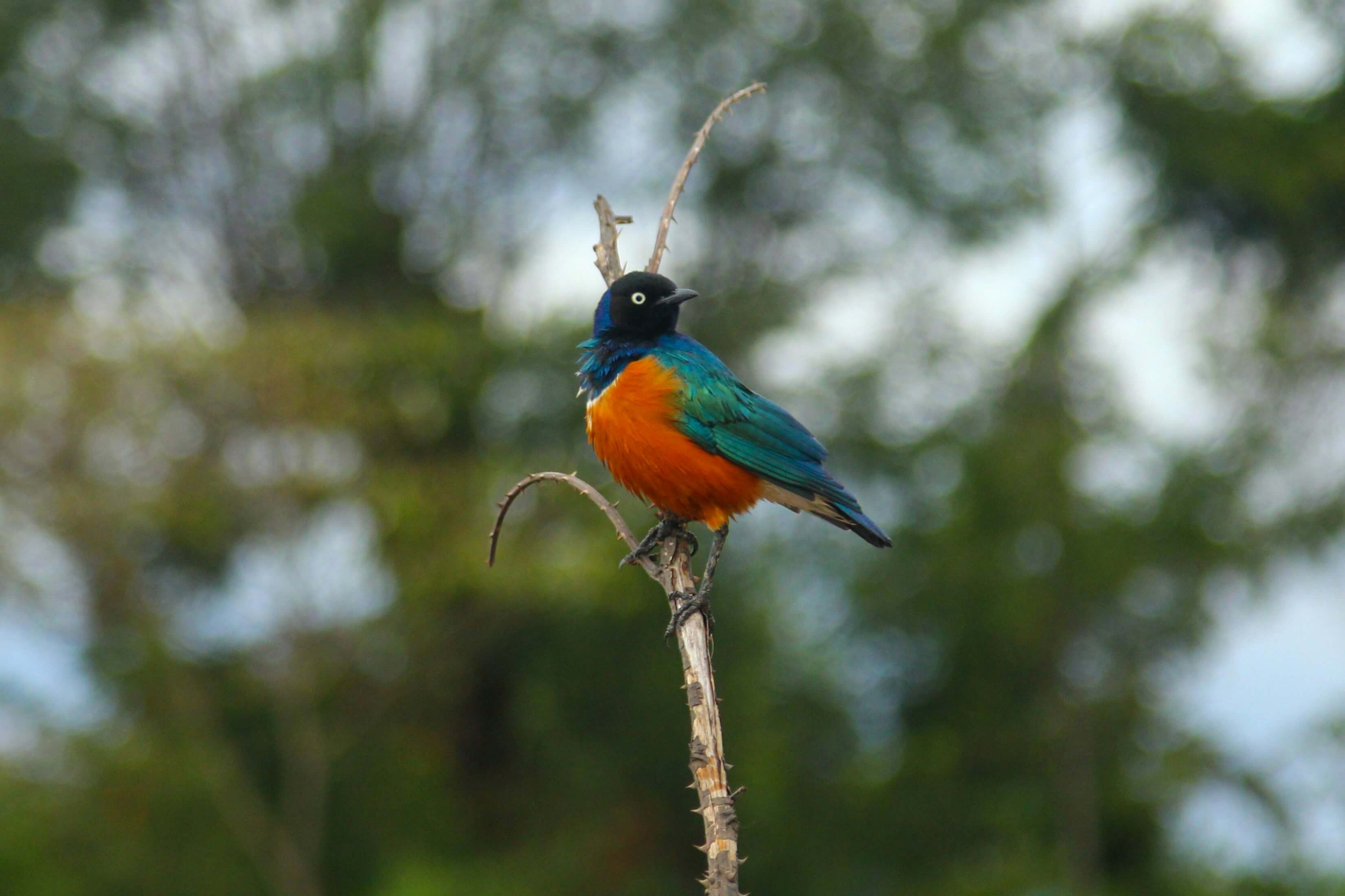 Feathered Elegance: A stunning bird photography moment, as a vibrant avian resident graces the skies of Maasai Mara.